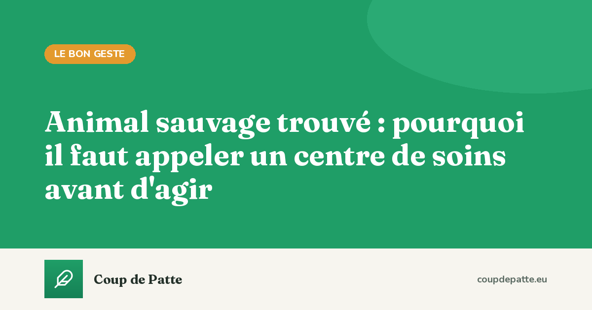 Animal sauvage trouvé : pourquoi il faut appeler un centre de soins avant d'agir