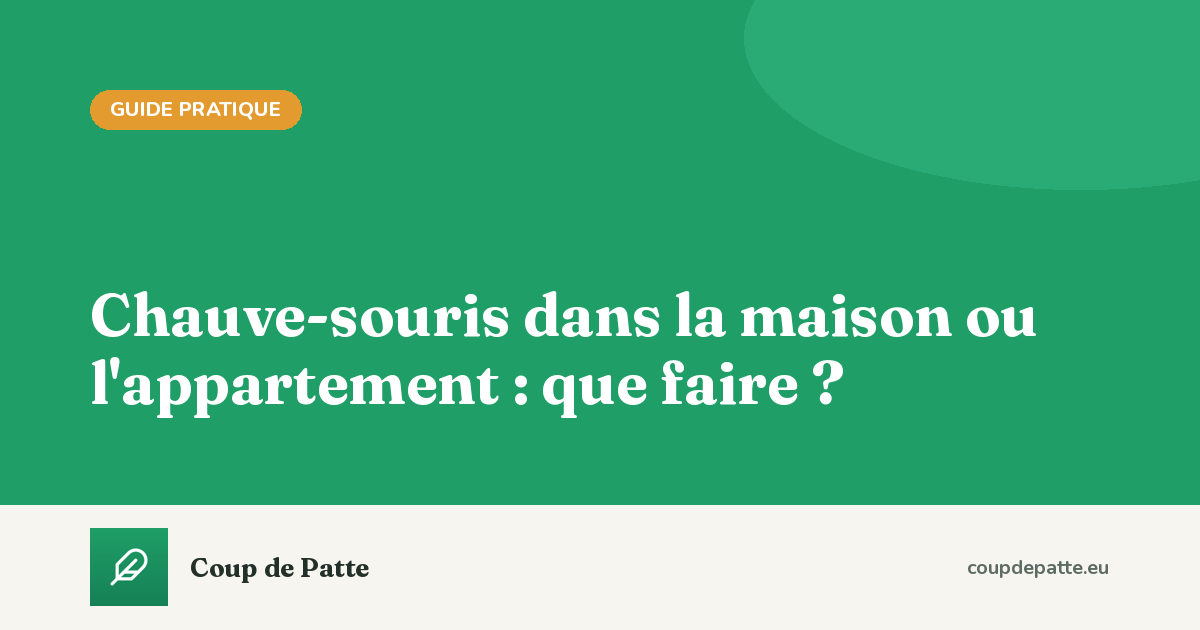 Chauve-souris dans la maison ou l'appartement : que faire ?