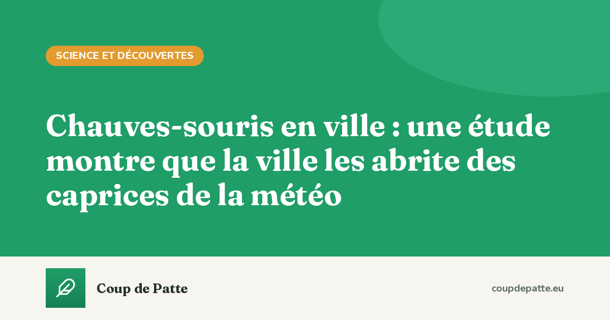 Chauves-souris en ville : une étude montre que la ville les abrite des caprices de la météo