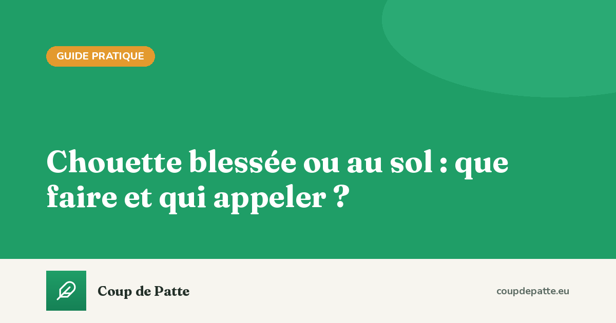 Chouette blessée ou au sol : que faire et qui appeler ?