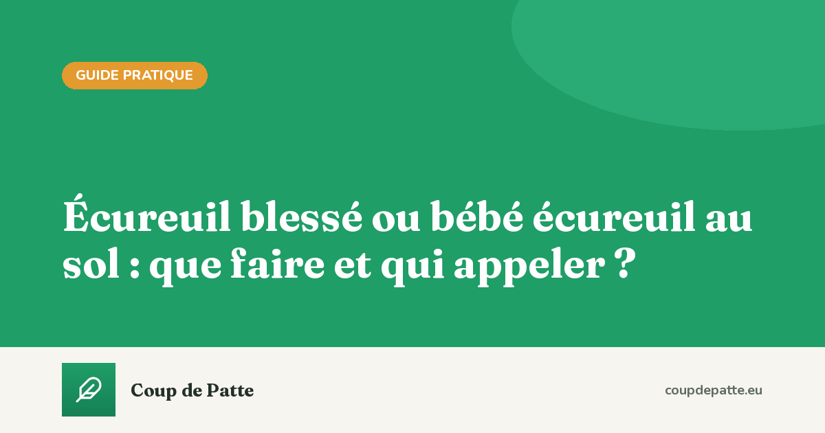 Écureuil blessé ou bébé écureuil au sol : que faire et qui appeler ?