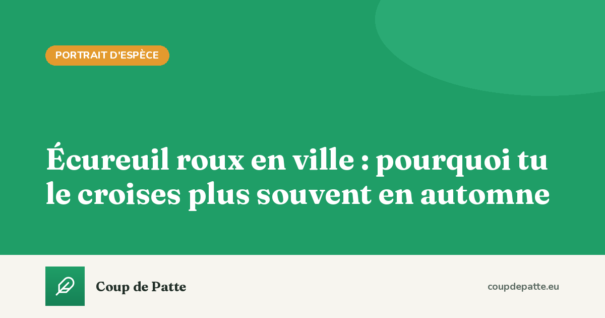 Écureuil roux en ville : pourquoi tu le croises plus souvent en automne