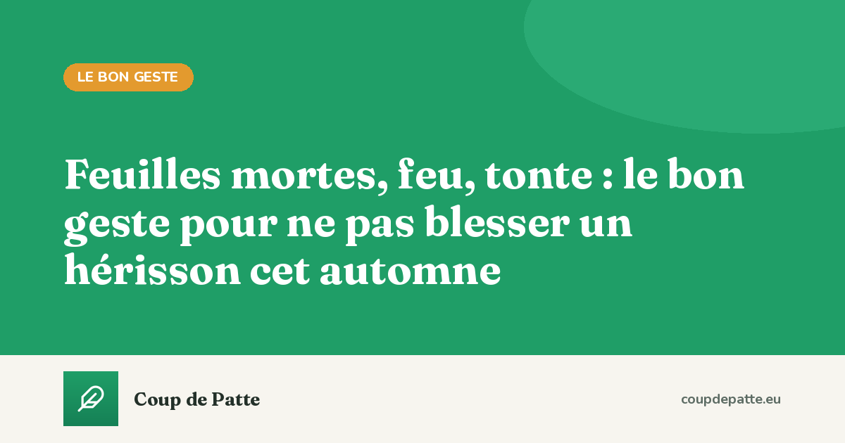 Feuilles mortes, feu, tonte : le bon geste pour ne pas blesser un hérisson cet automne