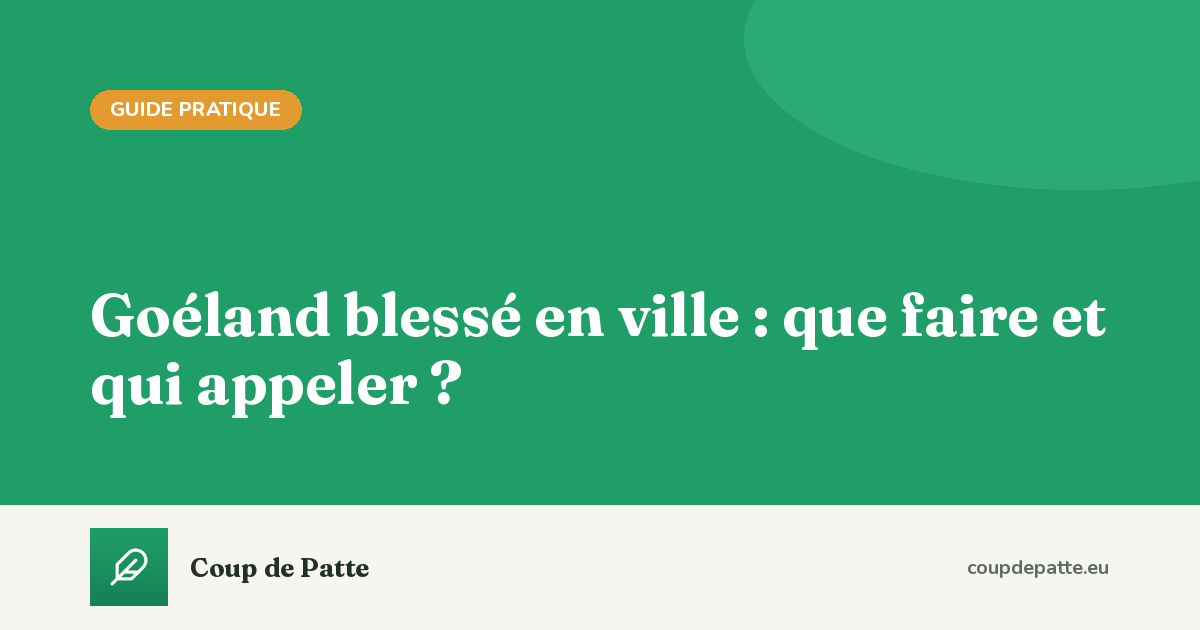 Goéland blessé en ville : que faire et qui appeler ?