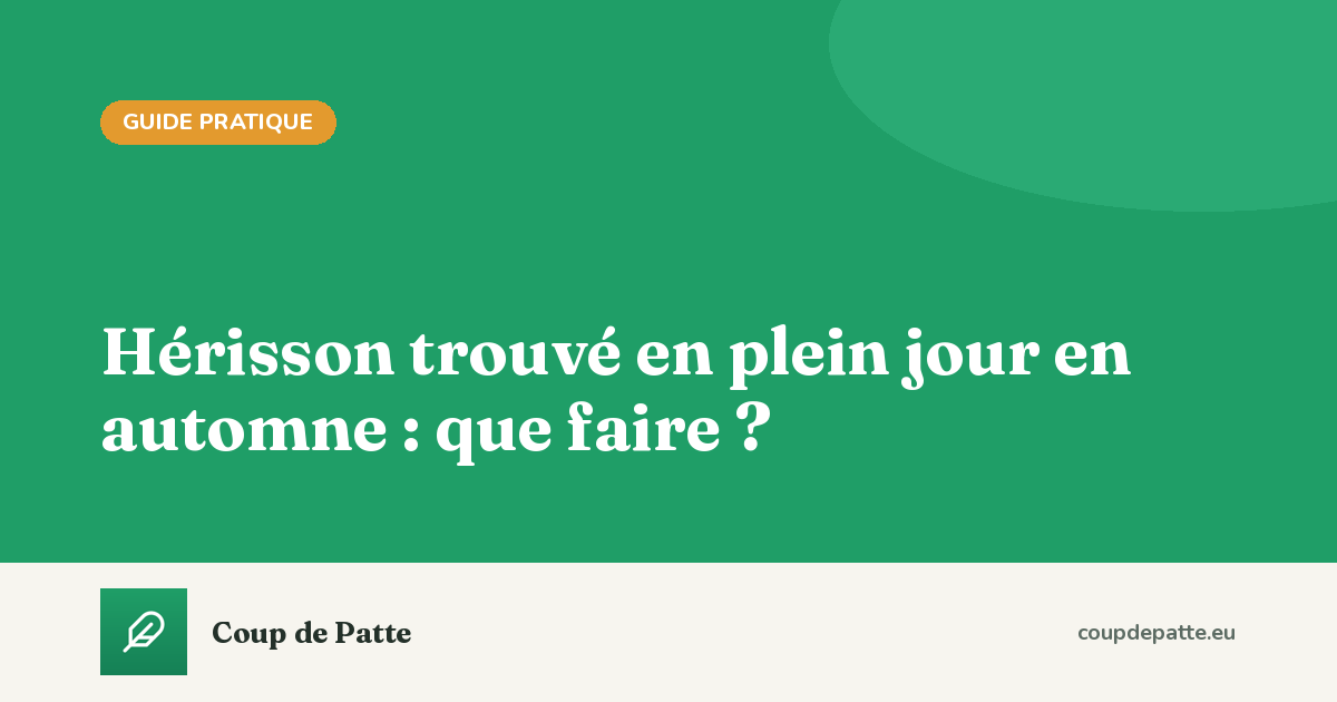 Hérisson trouvé en plein jour en automne : que faire ?