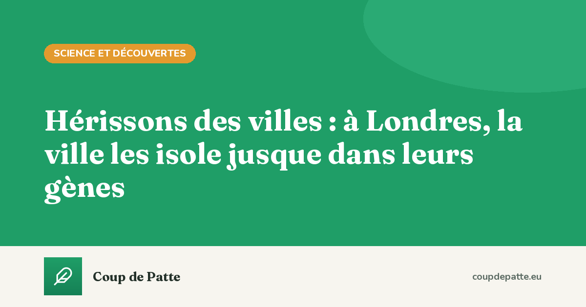 Hérissons des villes : à Londres, la ville les isole jusque dans leurs gènes