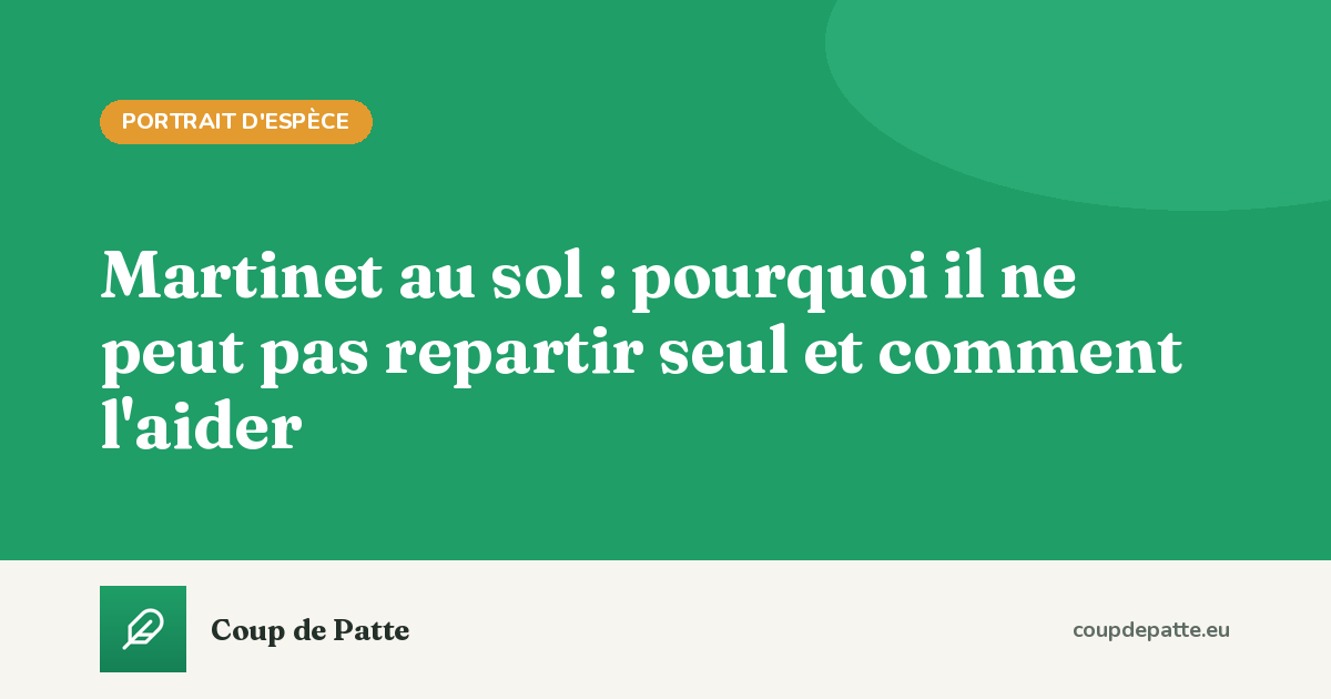 Martinet au sol : pourquoi il ne peut pas repartir seul et comment l'aider
