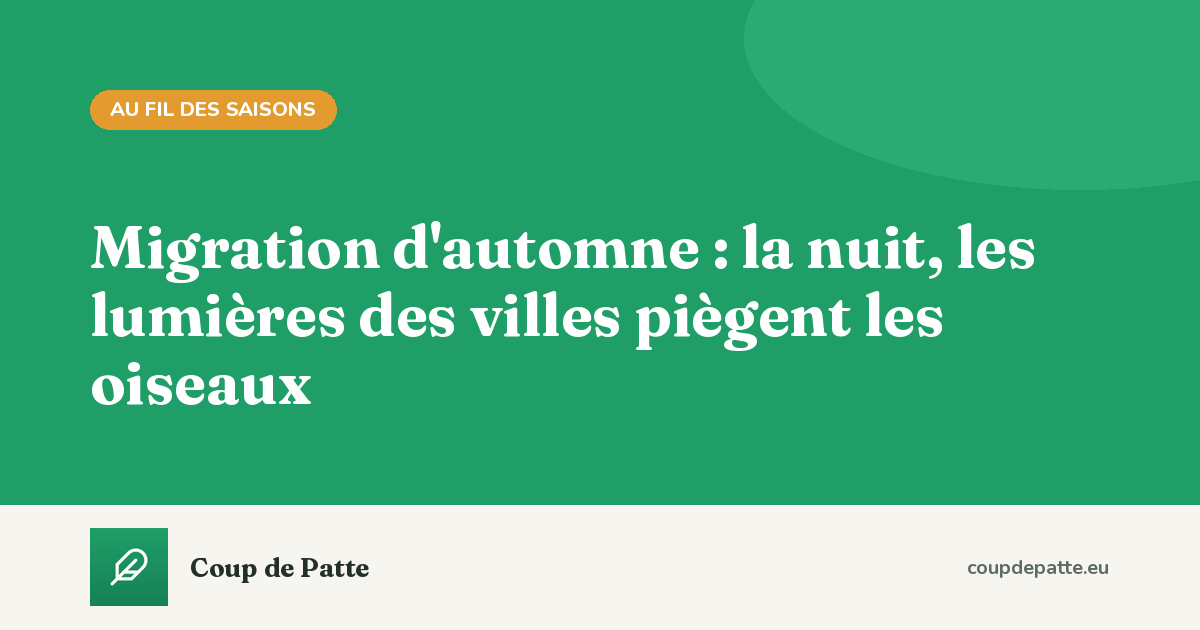 Migration d'automne : la nuit, les lumières des villes piègent les oiseaux