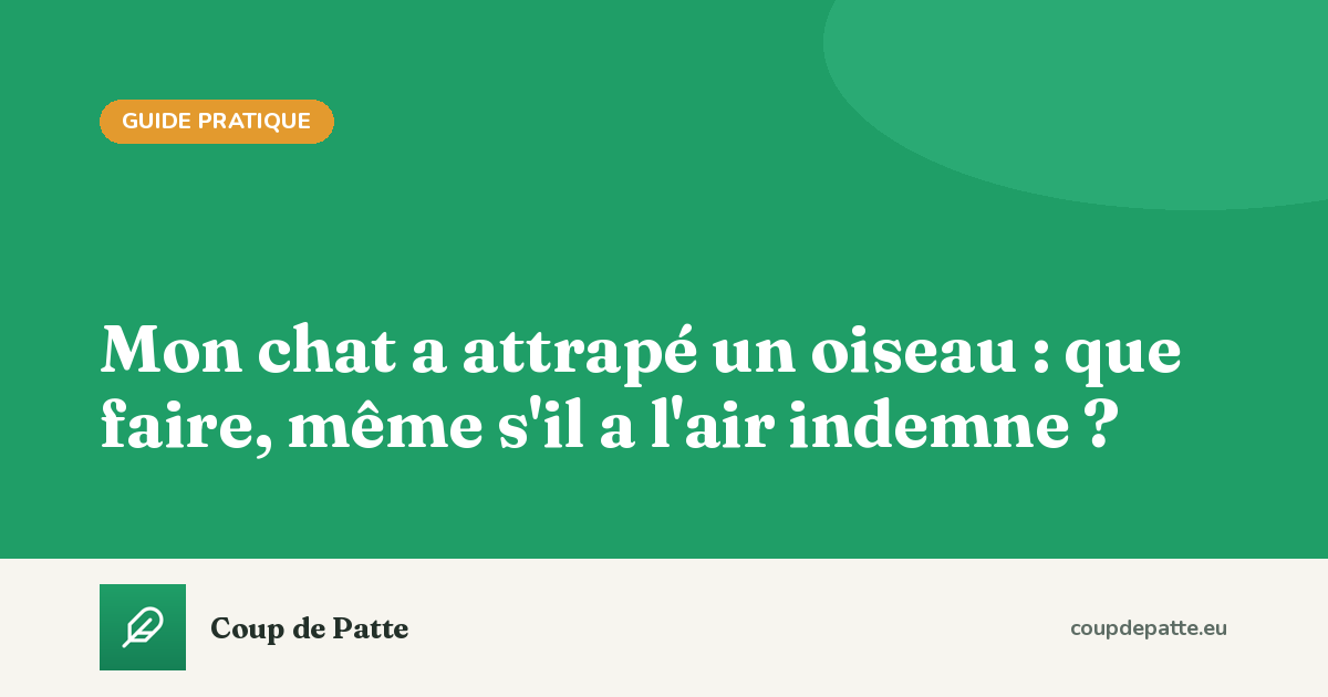 Mon chat a attrapé un oiseau : que faire, même s'il a l'air indemne ?