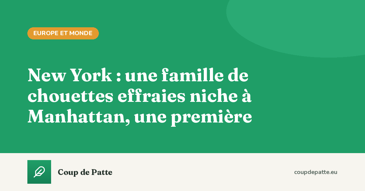 New York : une famille de chouettes effraies niche à Manhattan, une première