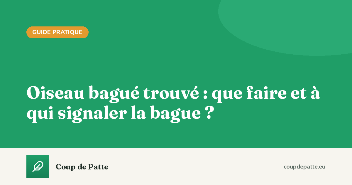 Oiseau bagué trouvé : que faire et à qui signaler la bague ?