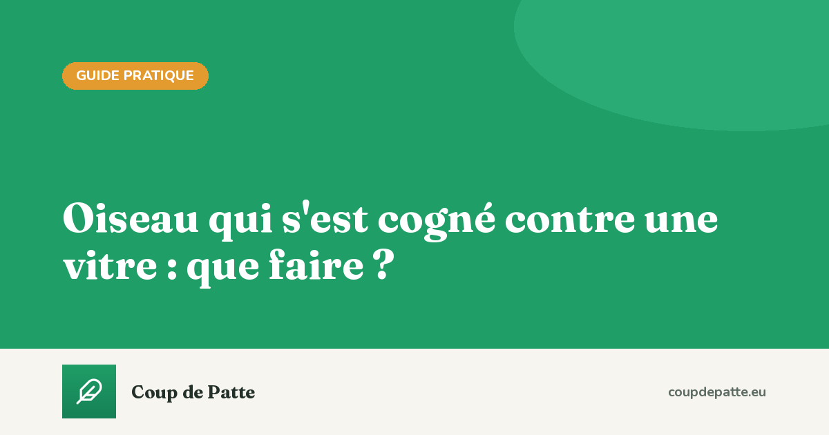 Oiseau qui s'est cogné contre une vitre : que faire ?