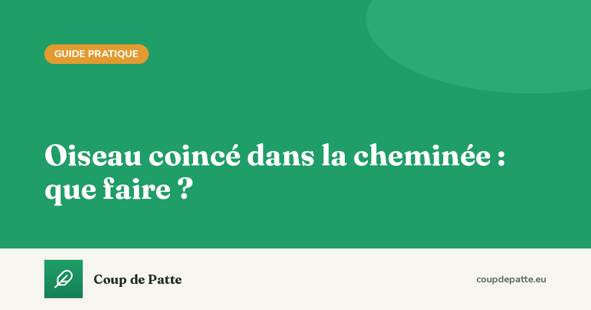 Oiseau coincé dans la cheminée : que faire ?
