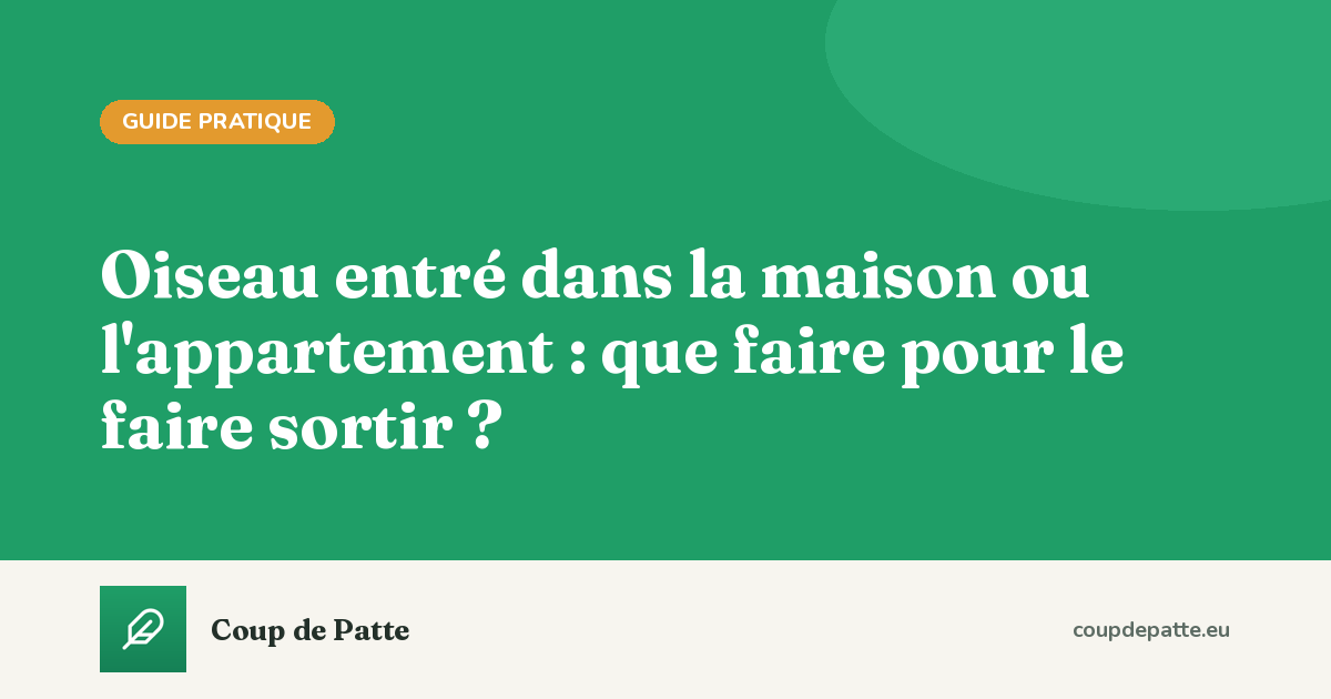 Oiseau entré dans la maison ou l'appartement : que faire pour le faire sortir ?