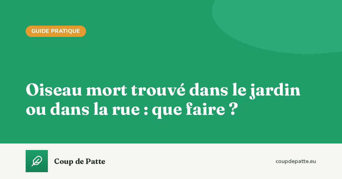 Oiseau mort trouvé dans le jardin ou dans la rue : que faire ?