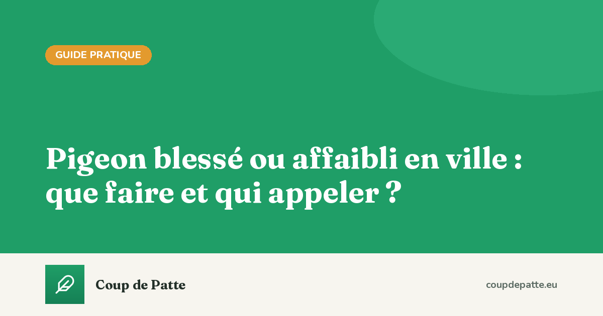 Pigeon blessé ou affaibli en ville : que faire et qui appeler ?