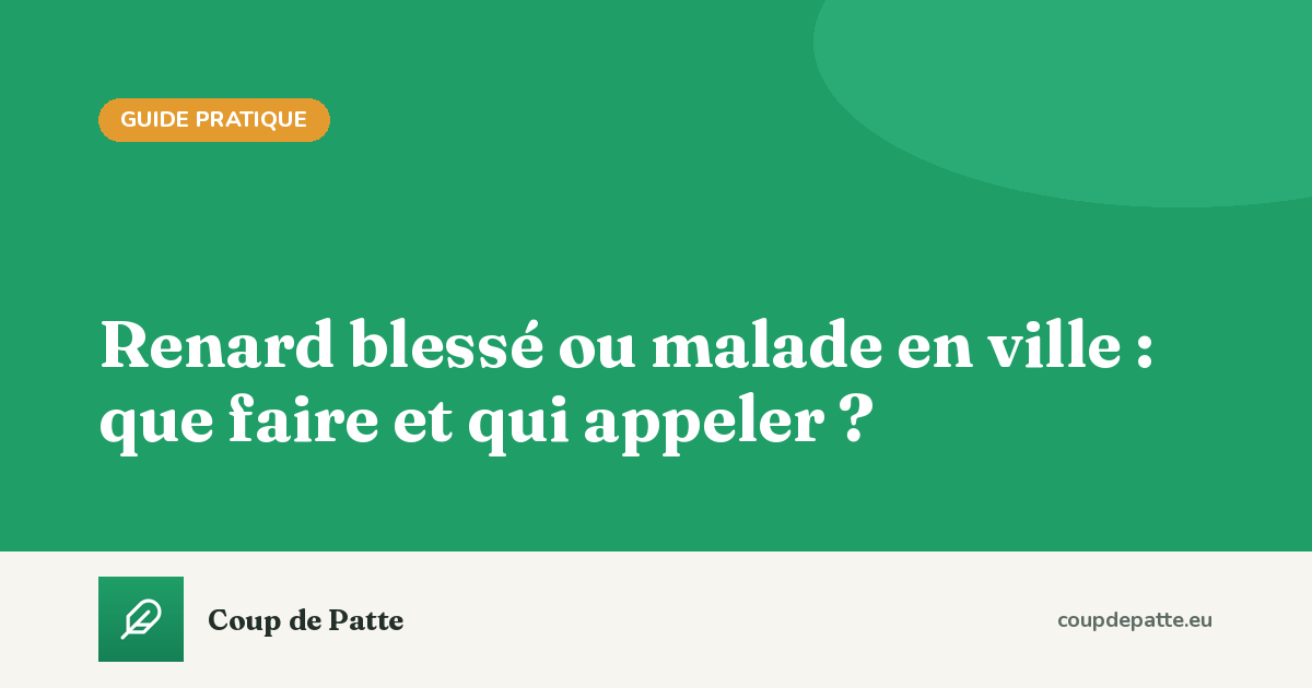 Renard blessé ou malade en ville : que faire et qui appeler ?