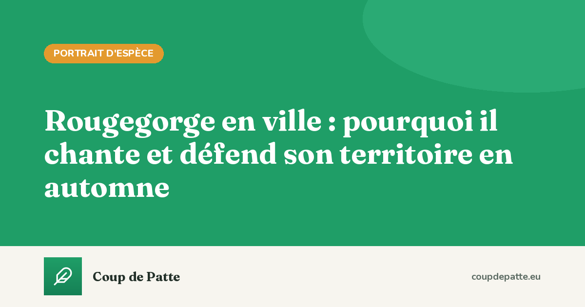 Rougegorge en ville : pourquoi il chante et défend son territoire en automne