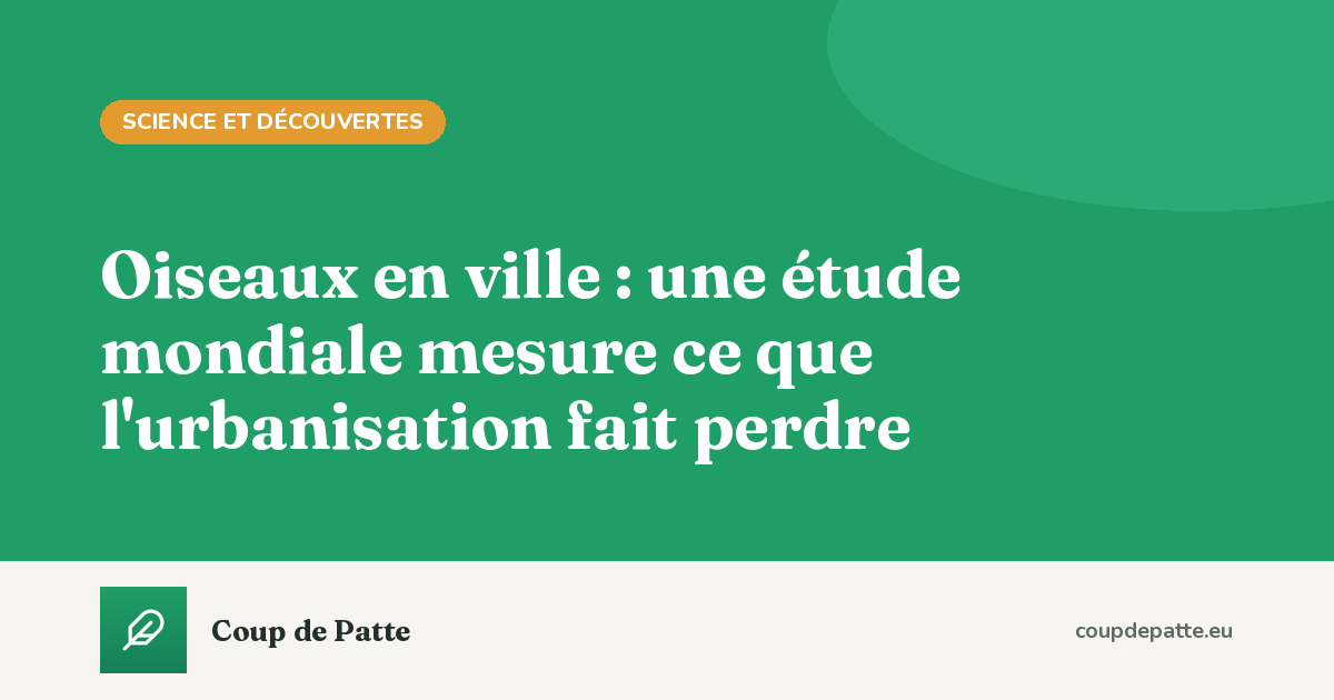 Oiseaux en ville : une étude mondiale mesure ce que l'urbanisation fait perdre
